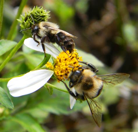 florida bumblebee